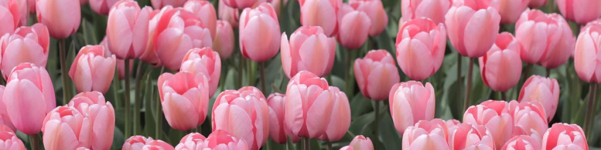 exkluzivne tulipany 1200 x 300_3